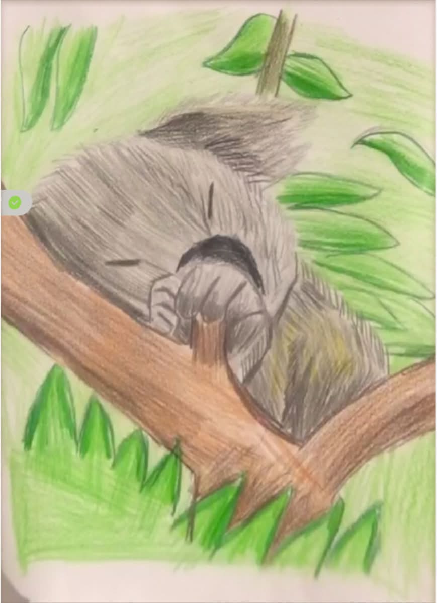 Sleeping Koala